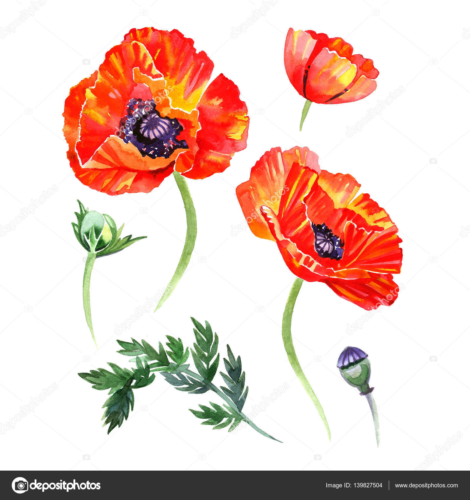 ポピーの花とつぼみのイラストの水彩セットです。描かれている