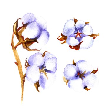 Elle çizilmiş suluboya pamuk koza. Bir tebrik kartı-ebilmek var olmak kullanılmış için arka plan.