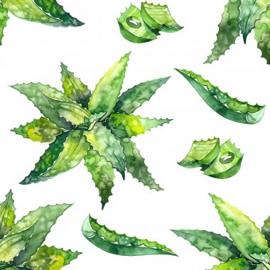 Suluboya aloe vera desen. Resimde beyaz arka plan üzerinde