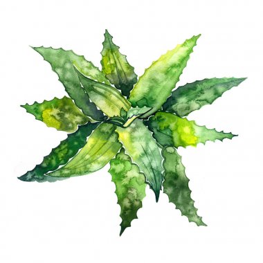 Aloe vera. El suluboya resim çekilmiş. Resimde beyaz arka plan üzerinde.
