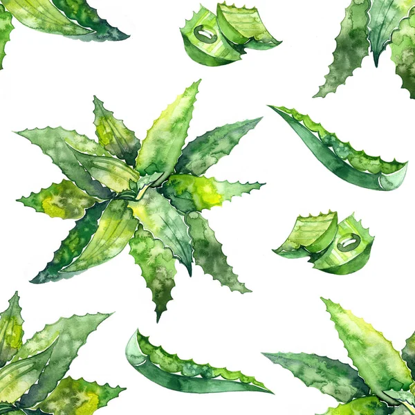 Akvarell aloe vera mönster. Illustration på vit bakgrund — Stockfoto