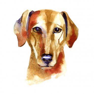 Azawak tazı. Beyaz zemin üzerine suluboya elle çizilmiş illüstrasyon.