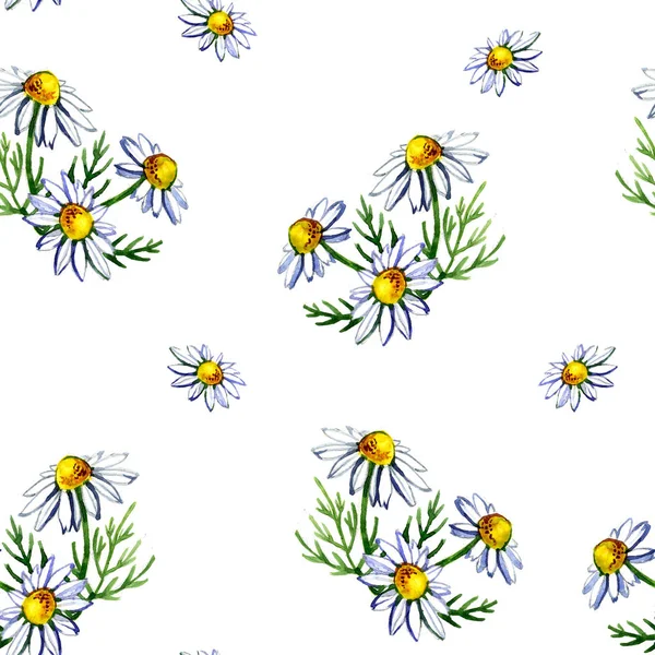 Χωρίς ραφή πρότυπο με ακουαρέλα χαμομήλι λουλούδια και πέταλα σε λευκό φόντο — Φωτογραφία Αρχείου