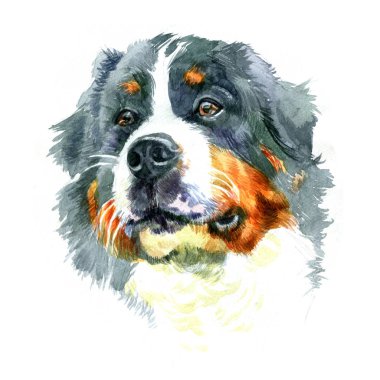 Beyaz arka plan üzerinde izole büyük Moskova Watchdog doğurmak köpek suluboya portre portre.