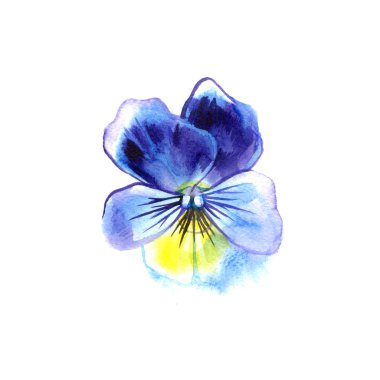 Güzel suluboya tasarımınız için homo, çizilmiş illüstrasyon.