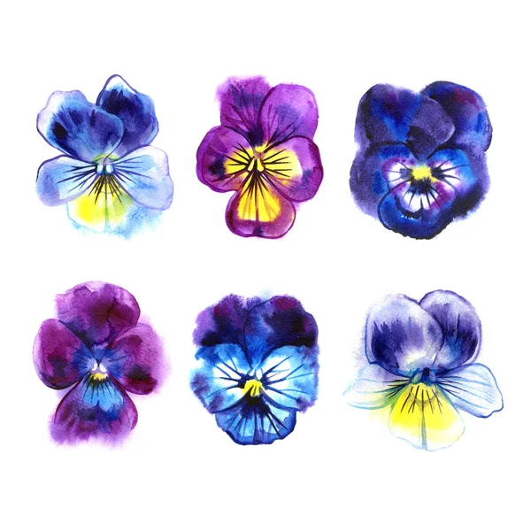 Collection of six beautiful watercolor Pansy, hand-drawn illustration set for your design. — Stock Photo, Image