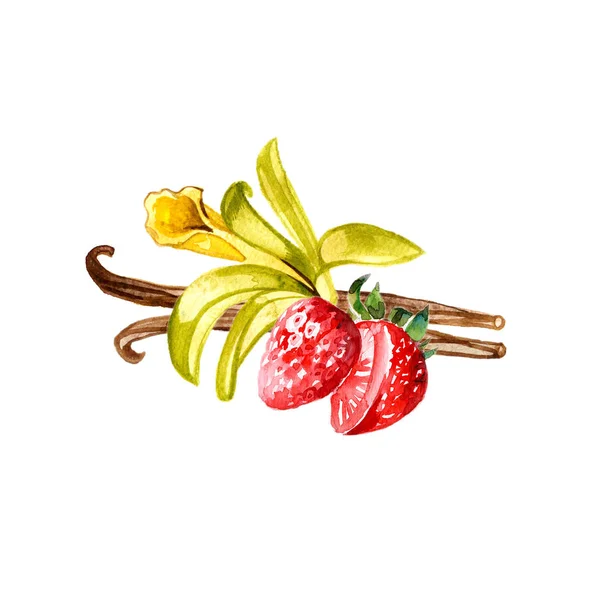 Ακουαρέλα λοβό βανίλιας, λουλούδι και φράουλα. Χέρι επιστήσω βανίλια εικονογράφηση. Αντικείμενο βότανα που απομονώνονται σε λευκό φόντο. — Φωτογραφία Αρχείου
