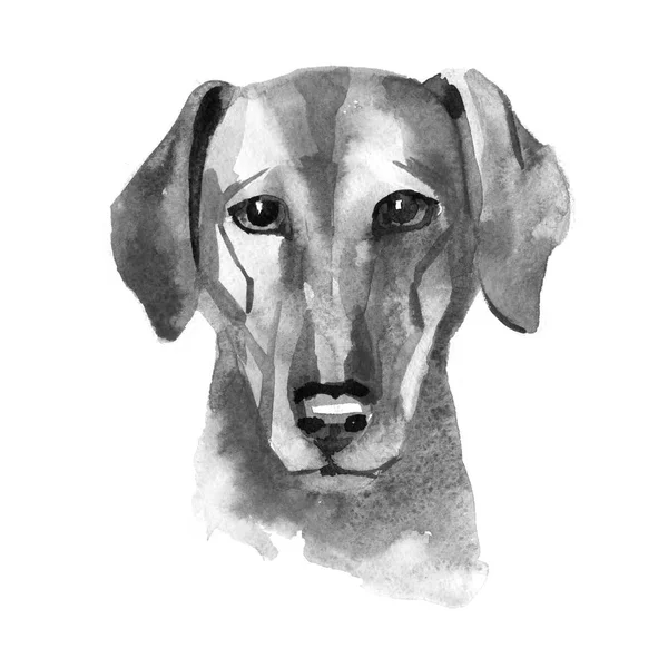 Színes angol bulldog feje. Akvarell kép. — Stock Fotó