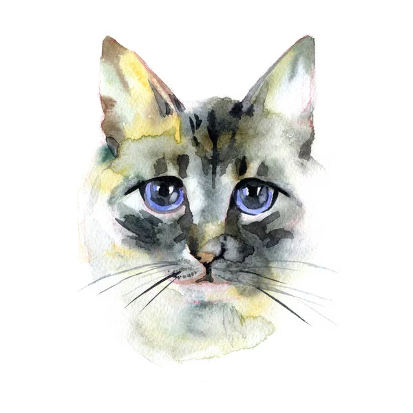 Gato de cabelo comprido siamês. Gato balinês. Ilustração desenhada à mão aquarela — Fotografia de Stock