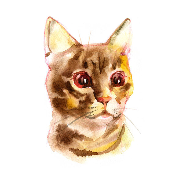 European shorthair cat red tabby, kitten lies on white background, isolated, hand draw watercolor painting.
