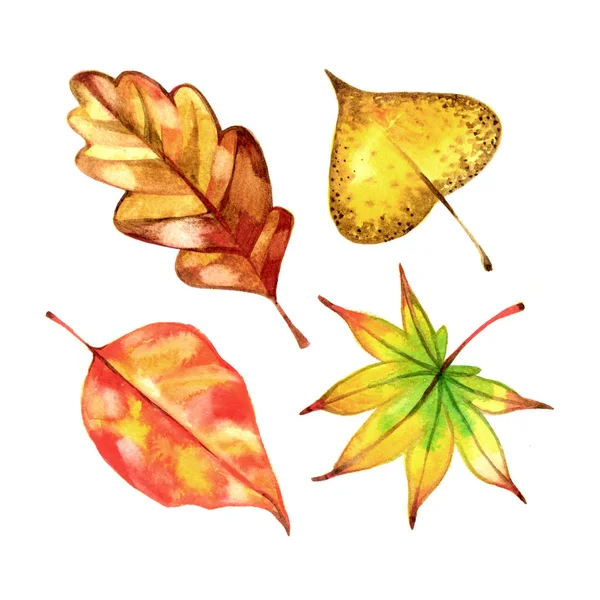 Watercolor set of beautiful colourful autumn leaves on white background — Stock Photo, Image