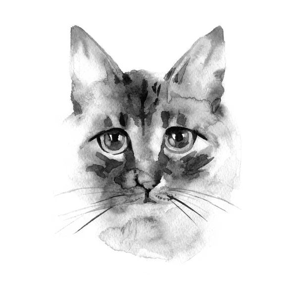 Siamesische Langhaarkatze. balinesische Katze. Katzenhintergrund. Aquarell von Hand gezeichnet — Stockfoto