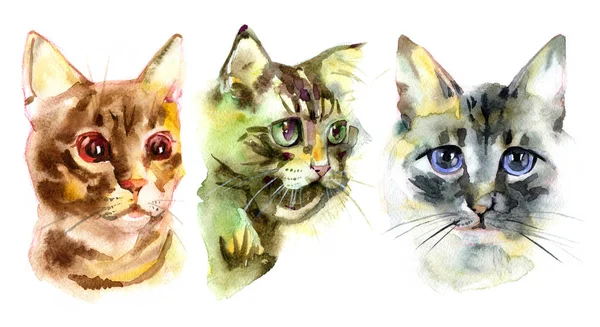 Europeu shorthair gato vermelho tabby, gatinho encontra-se no fundo branco, isolado, mão desenhar aquarela pintura . — Fotografia de Stock