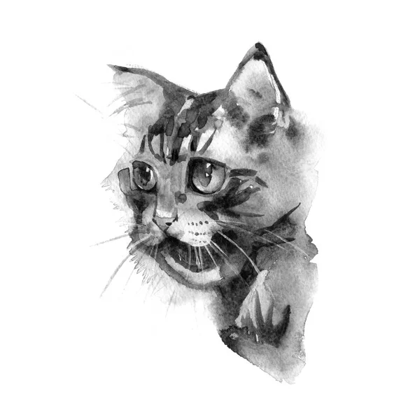 Sevimli kedi. Sulu boya resim. T-shirt baskı. Tebrik kartı. Poster yavru kedi. — Stok fotoğraf