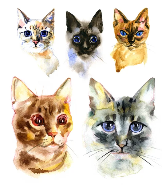 Set von Aquarell isoliert handgezeichneten Katzen auf weißem Hintergrund — Stockfoto