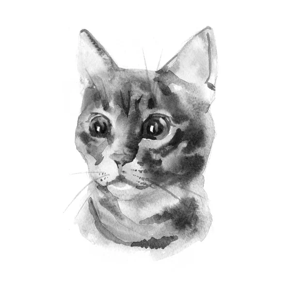 Europeu shorthair gato vermelho tabby, gatinho encontra-se no fundo branco, isolado, mão desenhar aquarela pintura . — Fotografia de Stock