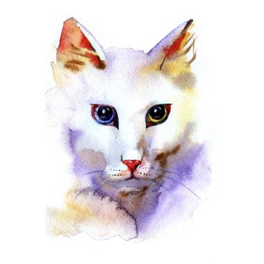 Angora kedi portre suluboya resim beyaz arka plan üzerinde