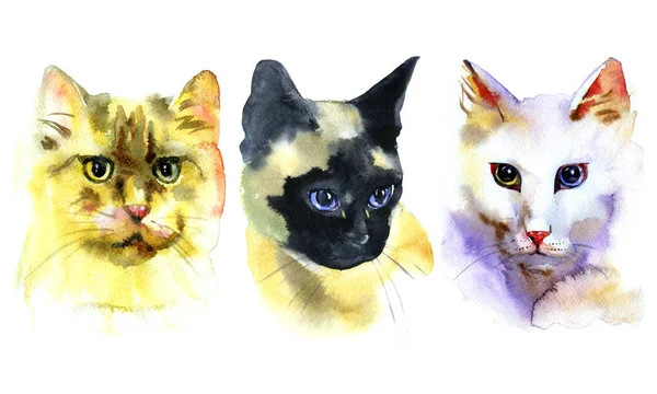 Set von Aquarell isoliert handgezeichnete Katzen — Stockfoto