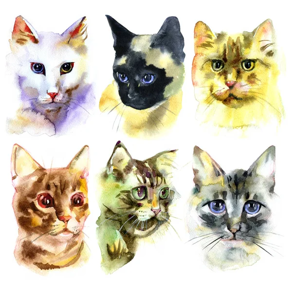 Sett med vannfarger Isolerte håndtegnede katter – stockfoto