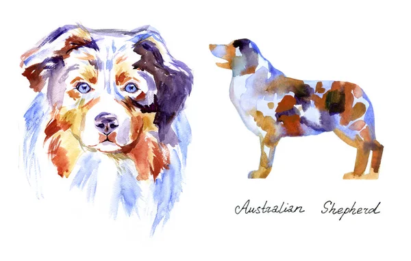 Akvarelu australský ovčák. Pes izolovaných na bílém pozadí — Stock fotografie
