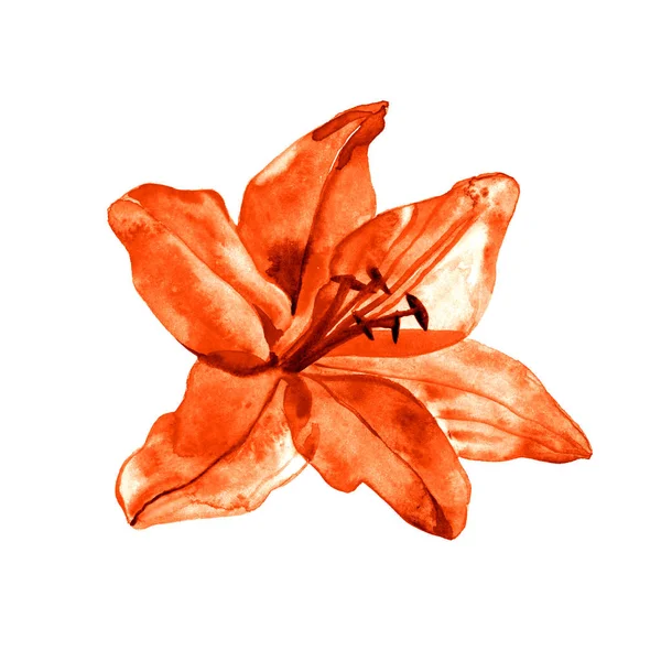 Watercolor illustration of lily, isolated on white background — Stock Photo, Image