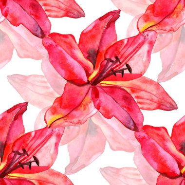 Beyaz arka plan üzerinde renkli lilyum çiçek ile Seamless modeli. düğün davetiyeleri ve tebrik kartı tasarımı için çiçek çiçek açan kümesi.