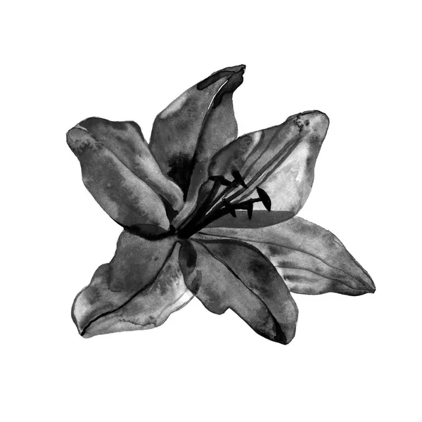 Красива монохромна, чорно-біла квітка лілії з акварельним ефектом ізольована на фоні. для вітальних листівок та запрошень на весілля, день народження матері та інше свято — стокове фото