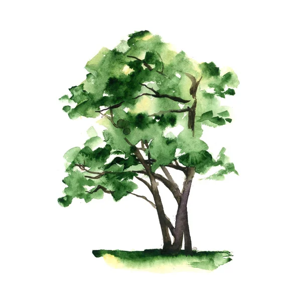 Un arbre stylisé peint à la main avec aquarelle sur fond blanc — Photo