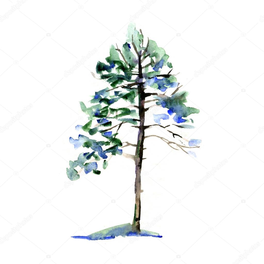 Hand painted watercolor pine tree, seasons illustration on white background