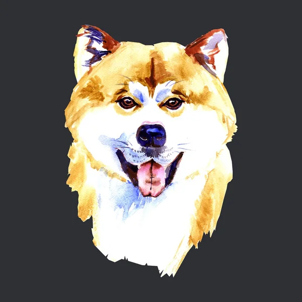 Retrato Akita Inu ilustração aquarela. Cão desenhado à mão isolado no fundo preto . — Fotografia de Stock