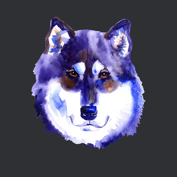 Akvarell Alaskan malamute. Illustration på svart — Stockfoto