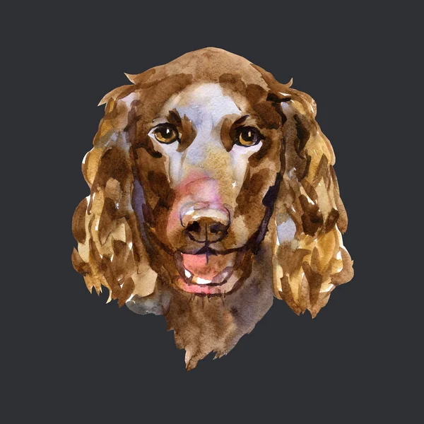 American Water Spaniel em estilo aquarela. No fundo preto — Fotografia de Stock