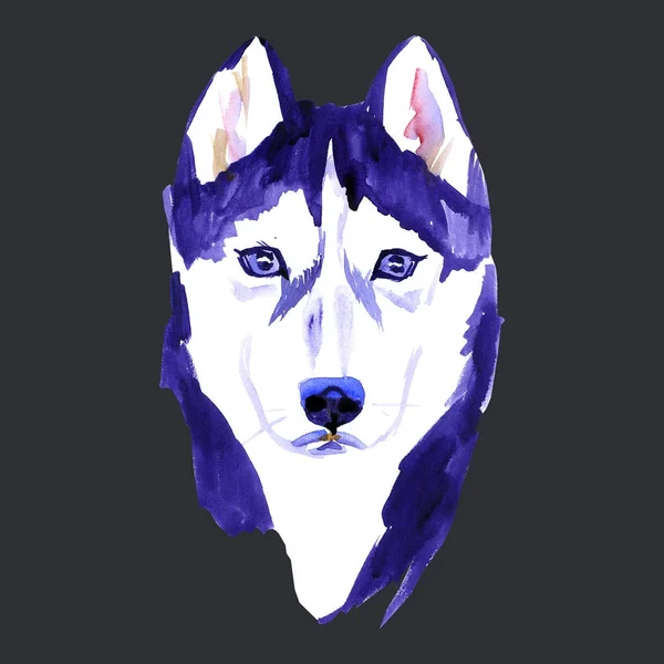 Aranyos kutya. Kutya póló grafika. akvarell husky, fekete háttér — Stock Fotó