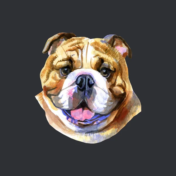 Farbige englische Bulldoggen Kopf. Aquarell Bild auf schwarzem Hintergrund — Stockfoto