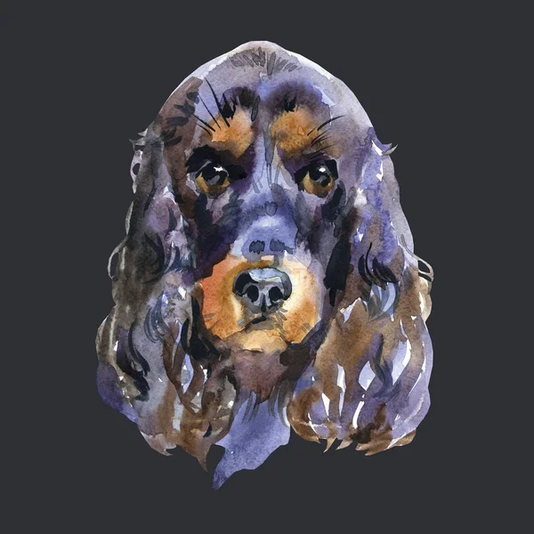 English Cocker spaniel watercolor hand draw on black background. — Stock Photo, Image