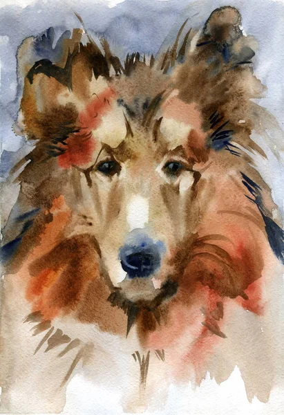 Pedigree dogs painted by hand. Collie portrait. Watercolor illustration.
