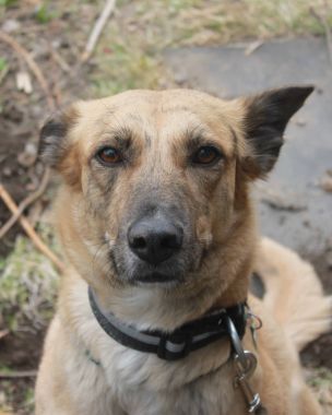 kırmızı siyah benekli sevimli köpek arıyorum fotoğraf makinesi vasıl bir şey merak ediyorum yüz olun ve deniz ayakta