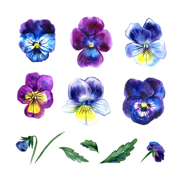 Conjunto floral de acuarela con pansy. Ilustración pintada a mano con hojas, flores de viola y ramas aisladas sobre fondo blanco. Para diseño, impresión y tela . —  Fotos de Stock