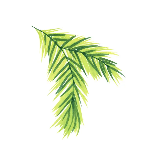 緑のモミの枝のマーカーで手描き。孤立した植物図 — ストック写真