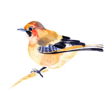 Jay Bird beyaz arka planda izole edilmiş. El boyaması. İllüzyon. Suluboya