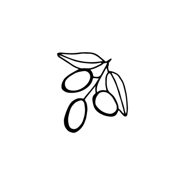 Hand drawn olive branch - vector illustration isolated on white backgrund — Stock Vector