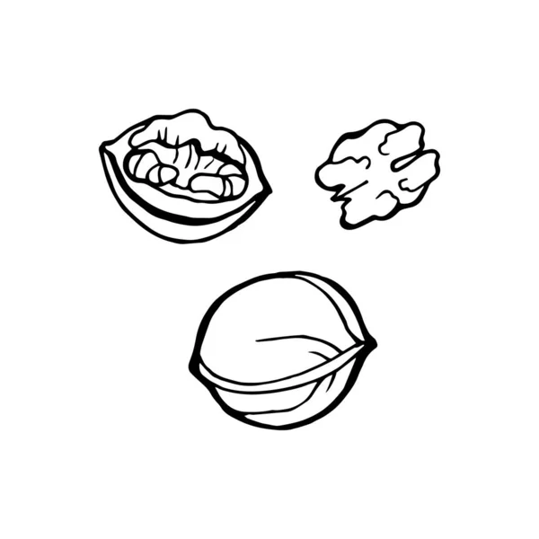 Vector nuts sketch drawing collection. Hand drawn walnut isolated on white background. — ストックベクタ