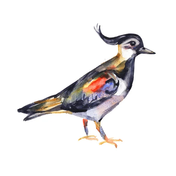 Acuarela pintada a mano lapwing bird para su espacio creativo, para libros de ilustración o tarjetas. Imagen colorida aislada sobre fondo blanco . — Foto de Stock