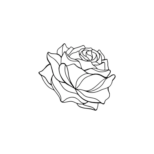 Boceto de rosa sobre fondo blanco. Ilustración de dibujo a mano vectorial aislada sobre fondo blanco . — Vector de stock