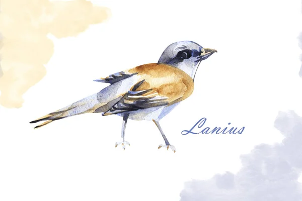 Lanius pájaro acuarela ilustración dibujada a mano. Aislado sobre blanco . — Foto de Stock