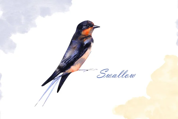 Watercolor drawing bird, swallow. Isolated on white background. — Stock Photo, Image