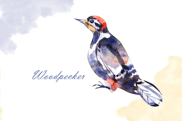 Υδατογραφία απεικόνιση ενός πουλιού Woodpecker σε λευκό φόντο. — Φωτογραφία Αρχείου