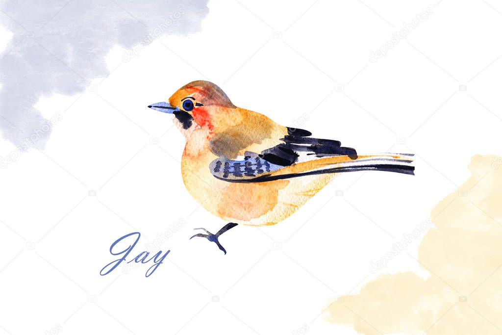 Jay bird isolated on white background. Hand painted. Illustration. Watercolor