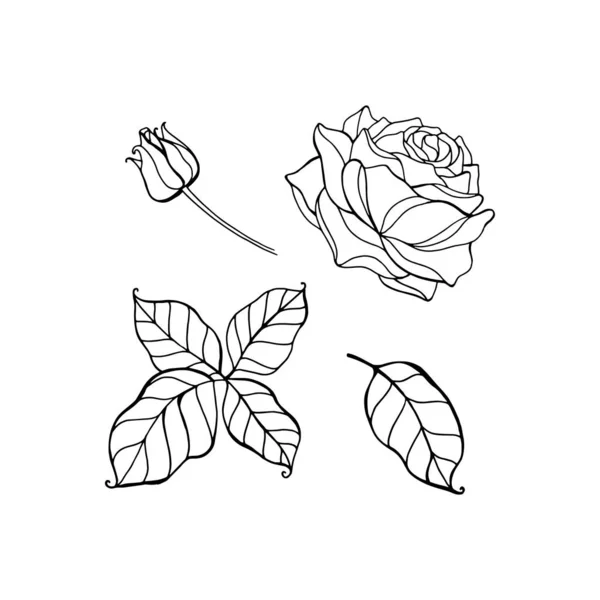Náčrt růže na bílém pozadí. Vektorové ruční kreslení ilustrace izolované na bílém pozadí. — Stockový vektor