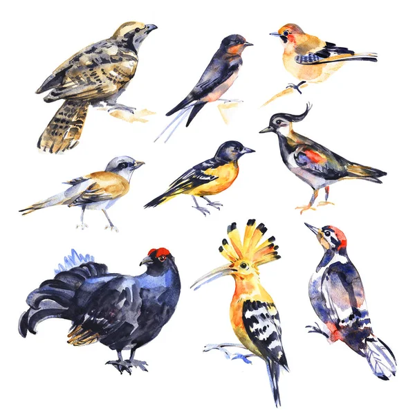 Συλλογή πουλιών. ακουαρέλα ζωγραφική απομονωμένη σε λευκό φόντο. — Φωτογραφία Αρχείου